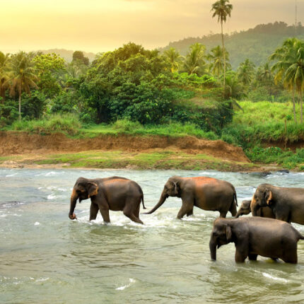 KERALA TOUR PACKAGES ITINERARY - 6Days/5Nights (2Nights Munnar/1Night Thekkady/1Night Alleppey/1Night Kovalam)