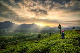 KERALA TOUR PACKAGES - 7Days/6Nights (2Nights Munnar/1Night Thekkady/1Night Alleppey/2Nights Kovalam)